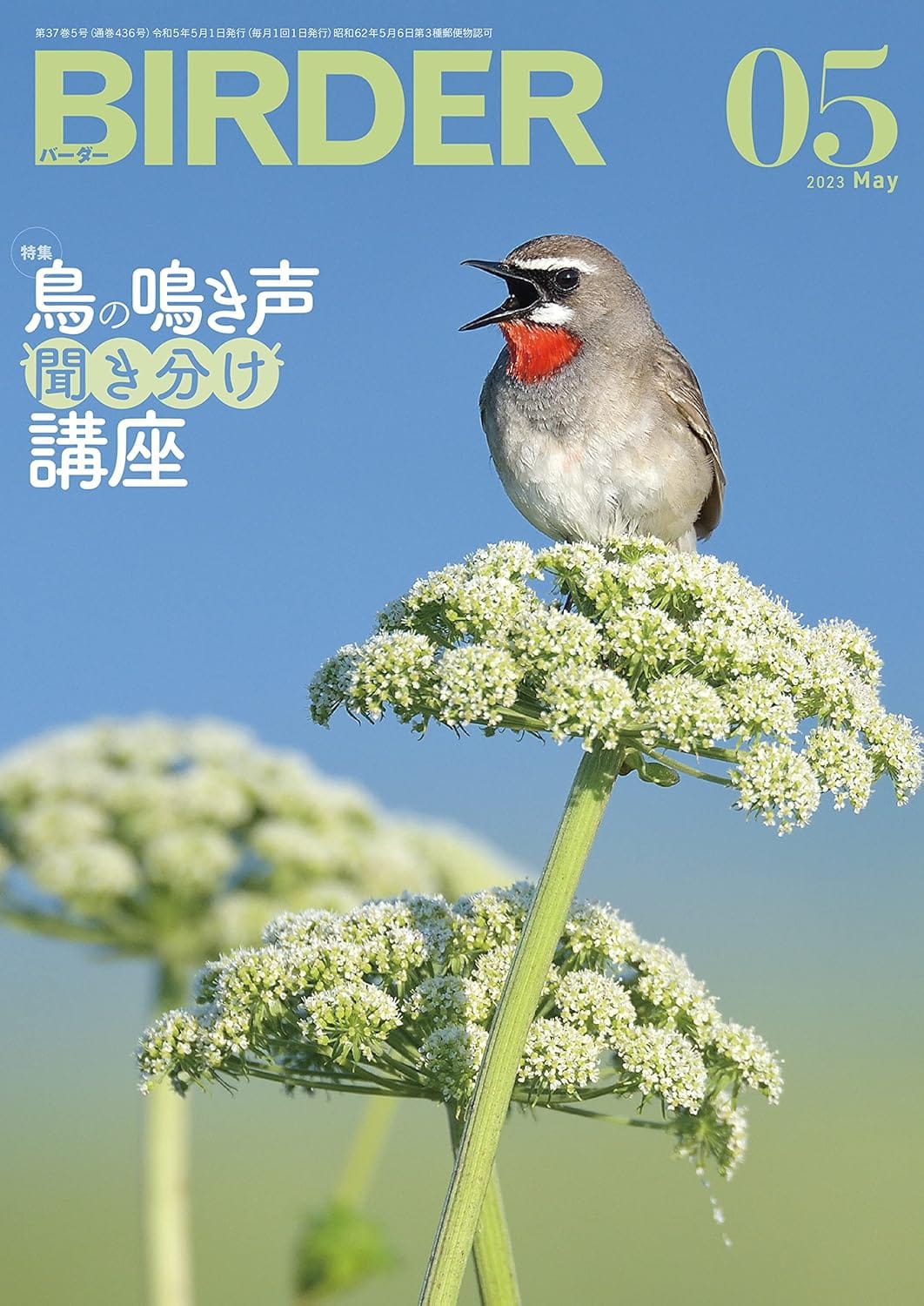 BIRDER(バーダー) 2023年5月号