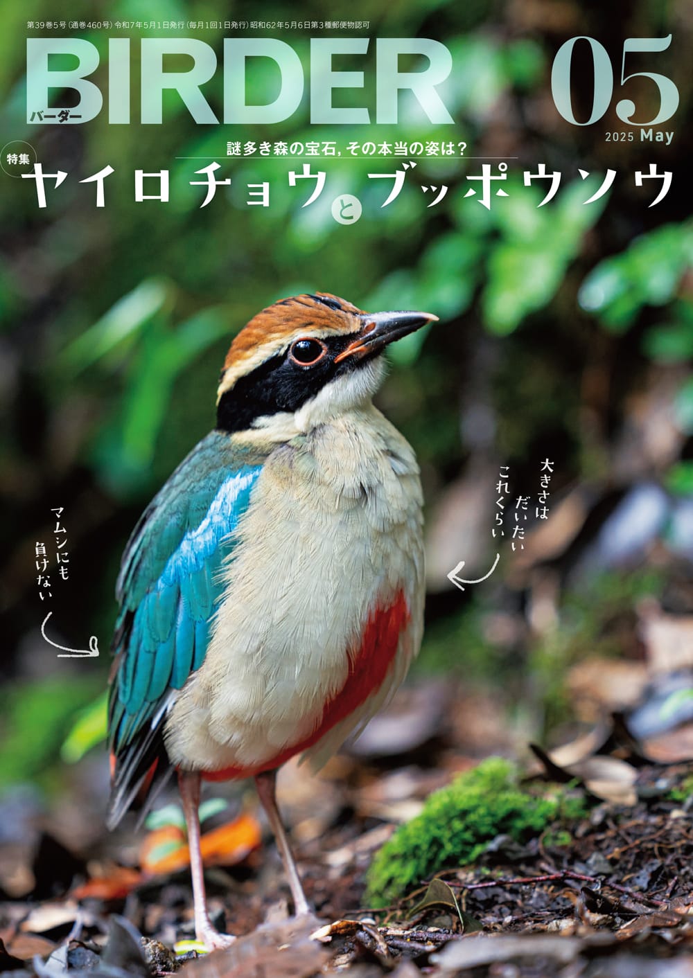 BIRDER(バーダー) 2025年5月号