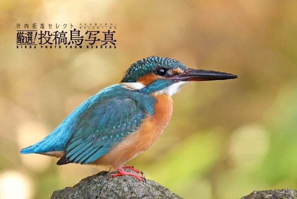 【叶内拓哉セレクト 厳選!投稿鳥写真】「冬の逆光」「鳥の暮らし」作品募集