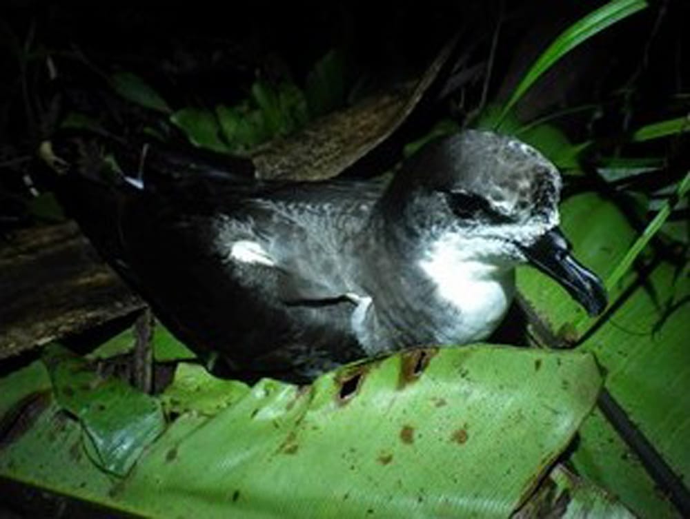 鳥は海から陸に肥料を運び、肥料は150年で流れ去る - 森林総合研究所