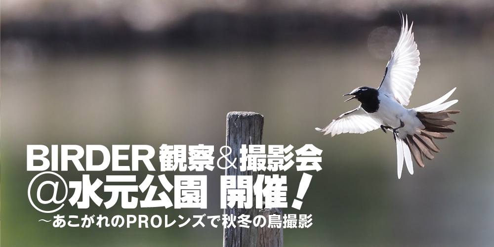 【募集】BIRDER観察＆撮影会 @水元公園　〜あこがれのPROレンズで秋冬の鳥撮影