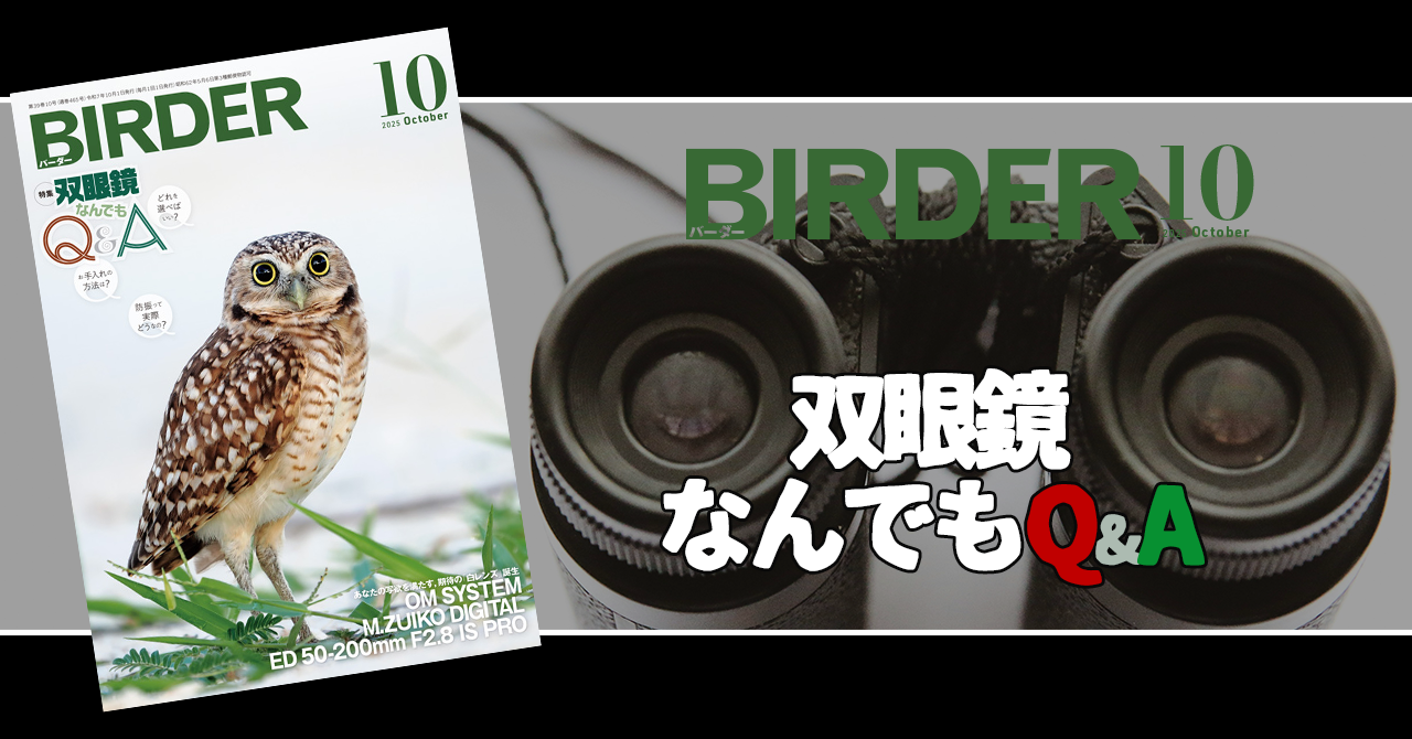 BIRDER10月号の見どころ