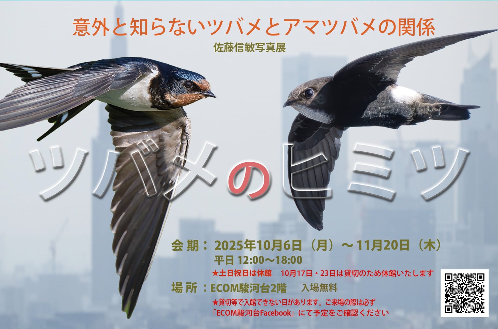 佐藤信敏写真展「ツバメのヒミツ」- ECOM駿河台