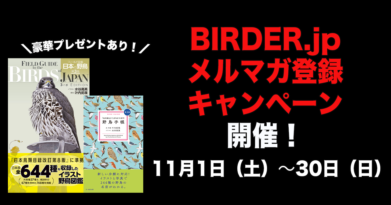 「BIRDER.jpメルマガ登録キャンペーン」開催！【11月1日（土）〜30日（日）まで】
