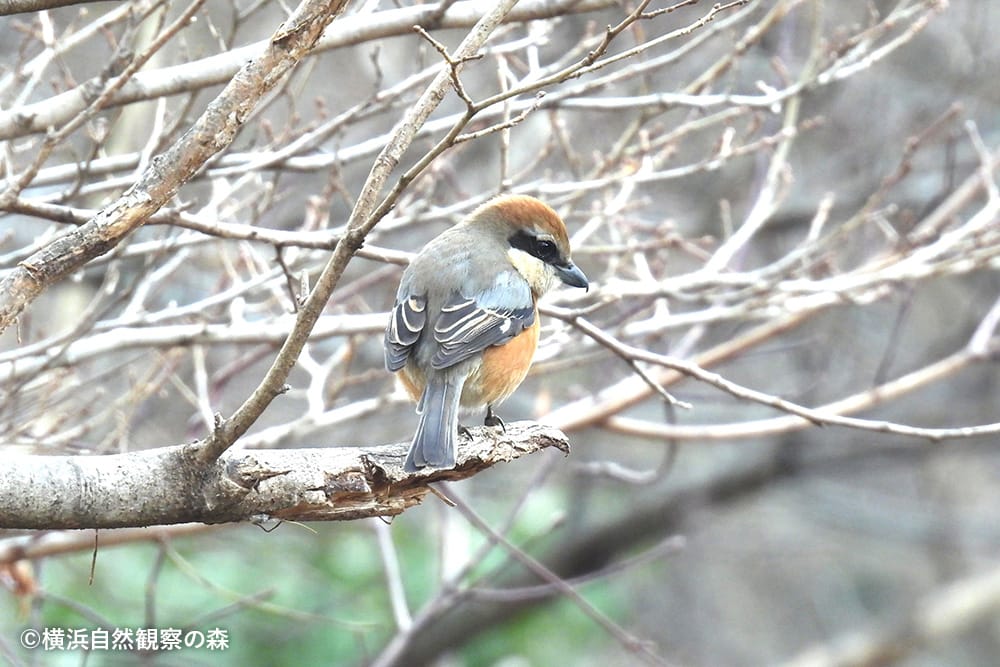横浜自然観察の森