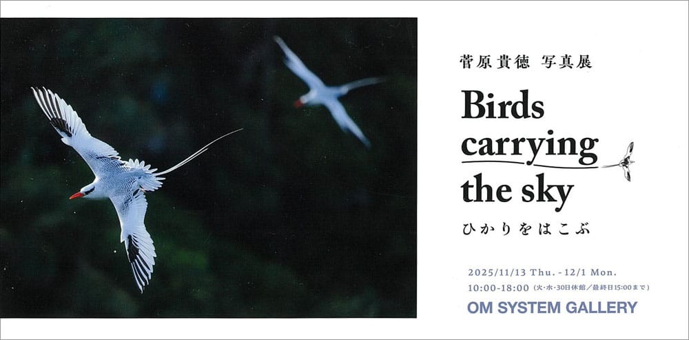 菅原貴徳 写真展「Birds carrying the sky　ひかりをはこぶ」- OM Gallery