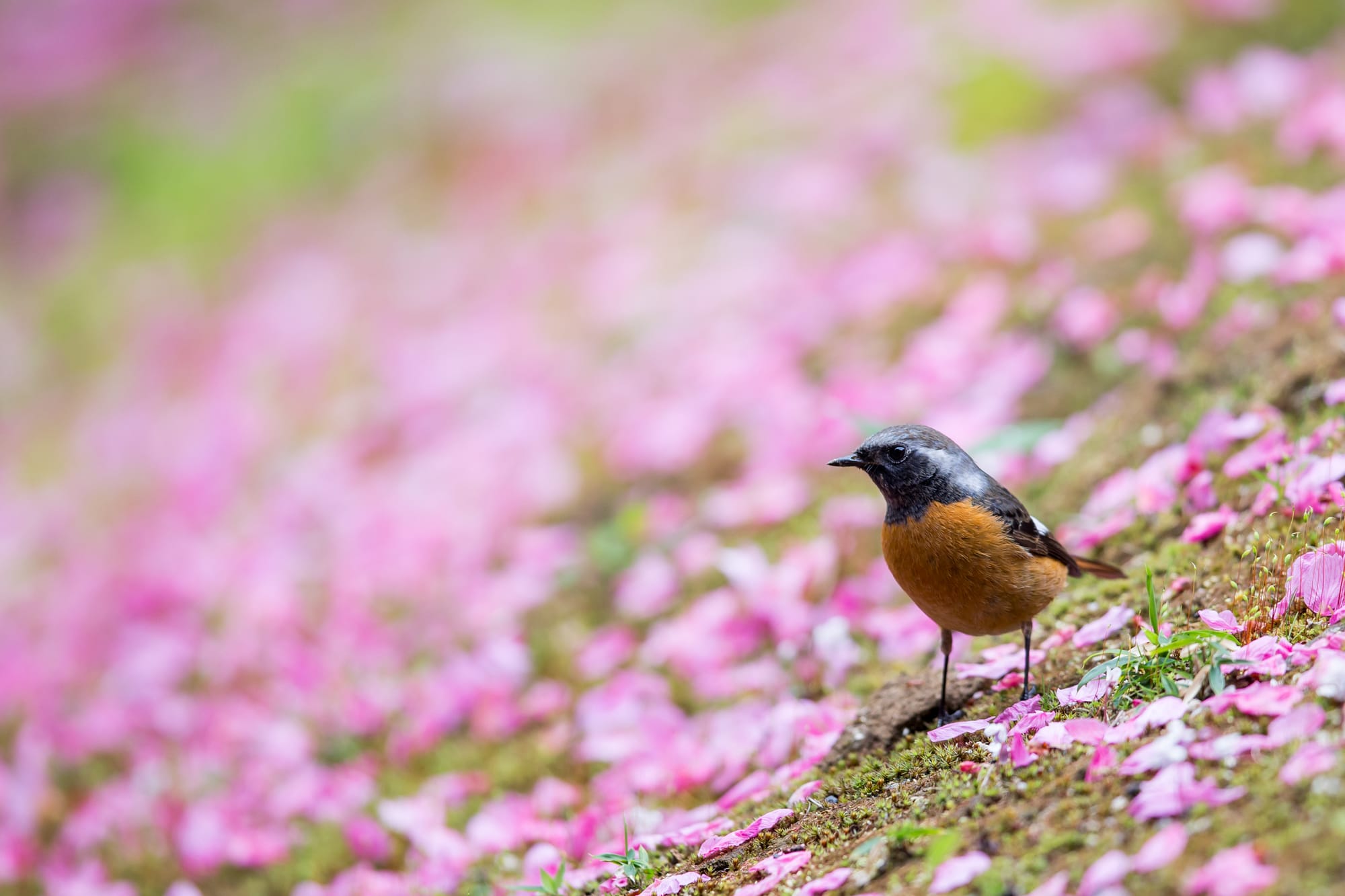 傑作を撮るには 「背景写真家」の鳥撮アプローチ法　【水中伸浩】