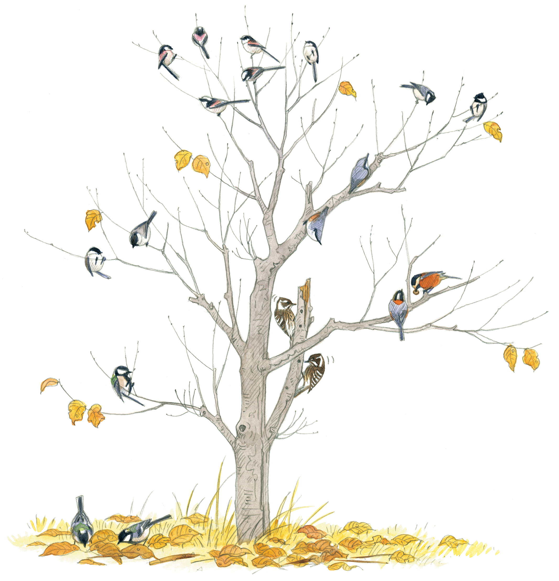 【定期購読会員限定】カラ類の混群 〜他種と群れる冬のカラ類〜【『BIRDER』2008年11月号掲載記事】