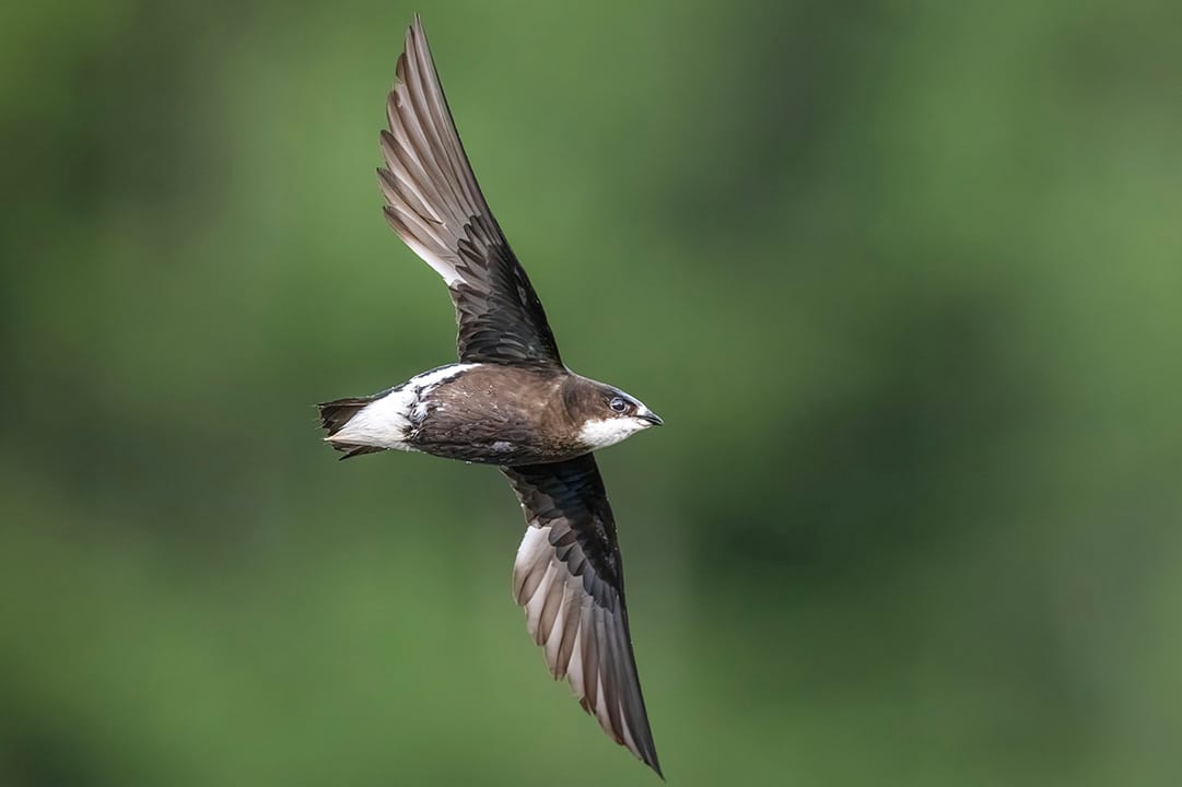 傑作を撮るには “傑作”と呼べる飛翔写真とは　【小堀文彦】