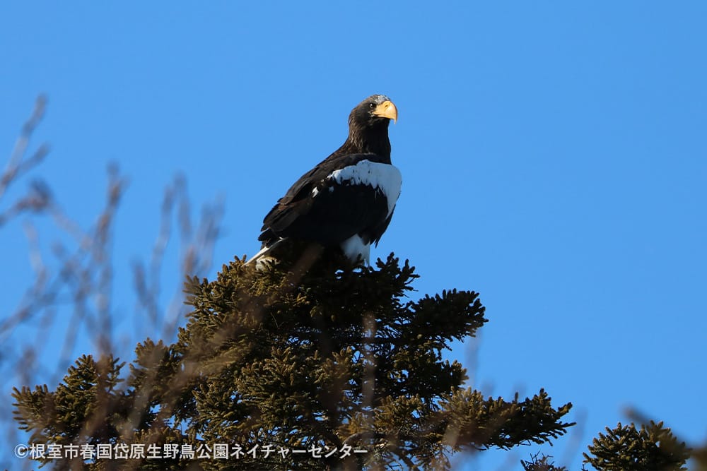 根室市春国岱原生野鳥公園ネイチャーセンター