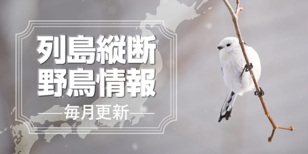 列島縦断野鳥情報（1/16更新）