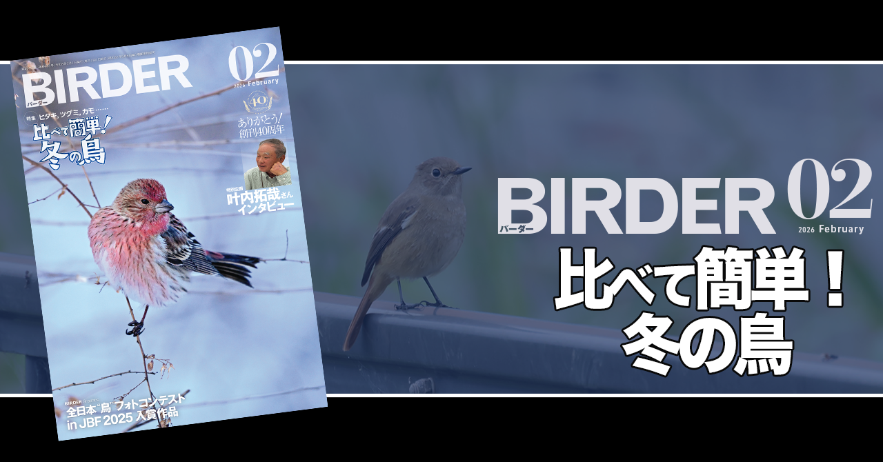 BIRDER2月号の見どころ