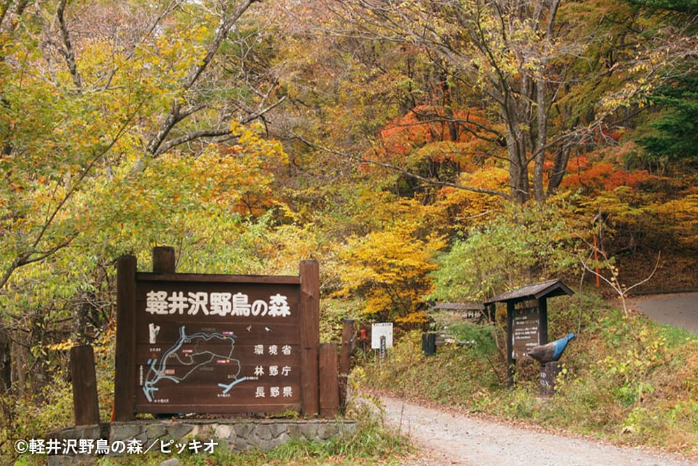 軽井沢野鳥の森 ピッキオビジターセンター｜2025年の記録