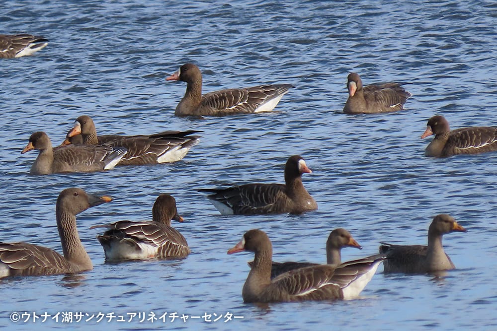 ウトナイ湖サンクチュアリネイチャーセンター｜2025年の記録