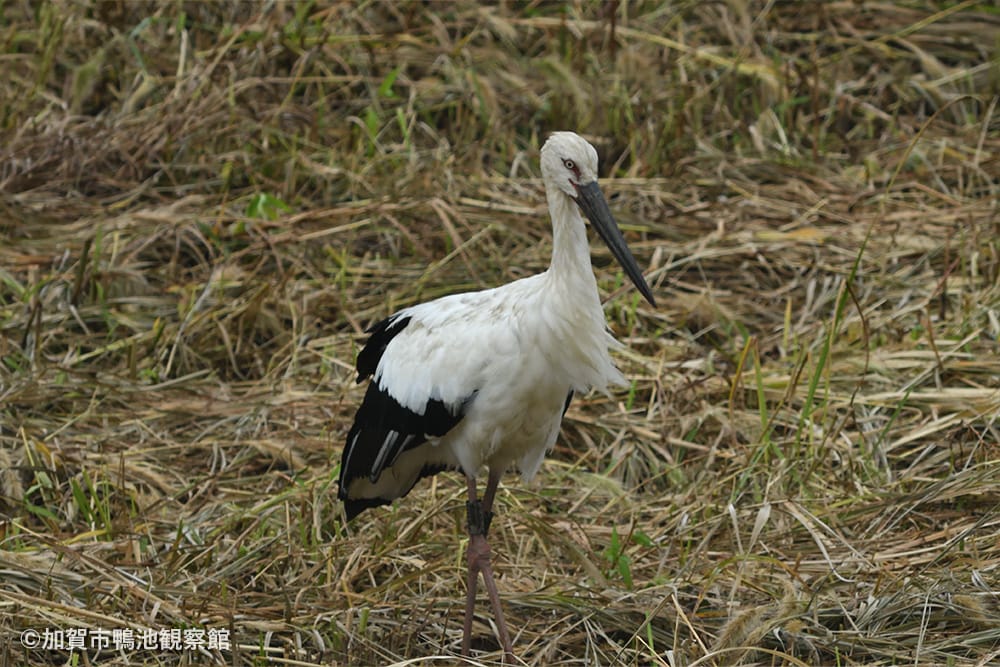 加賀市鴨池観察館｜2025年の記録