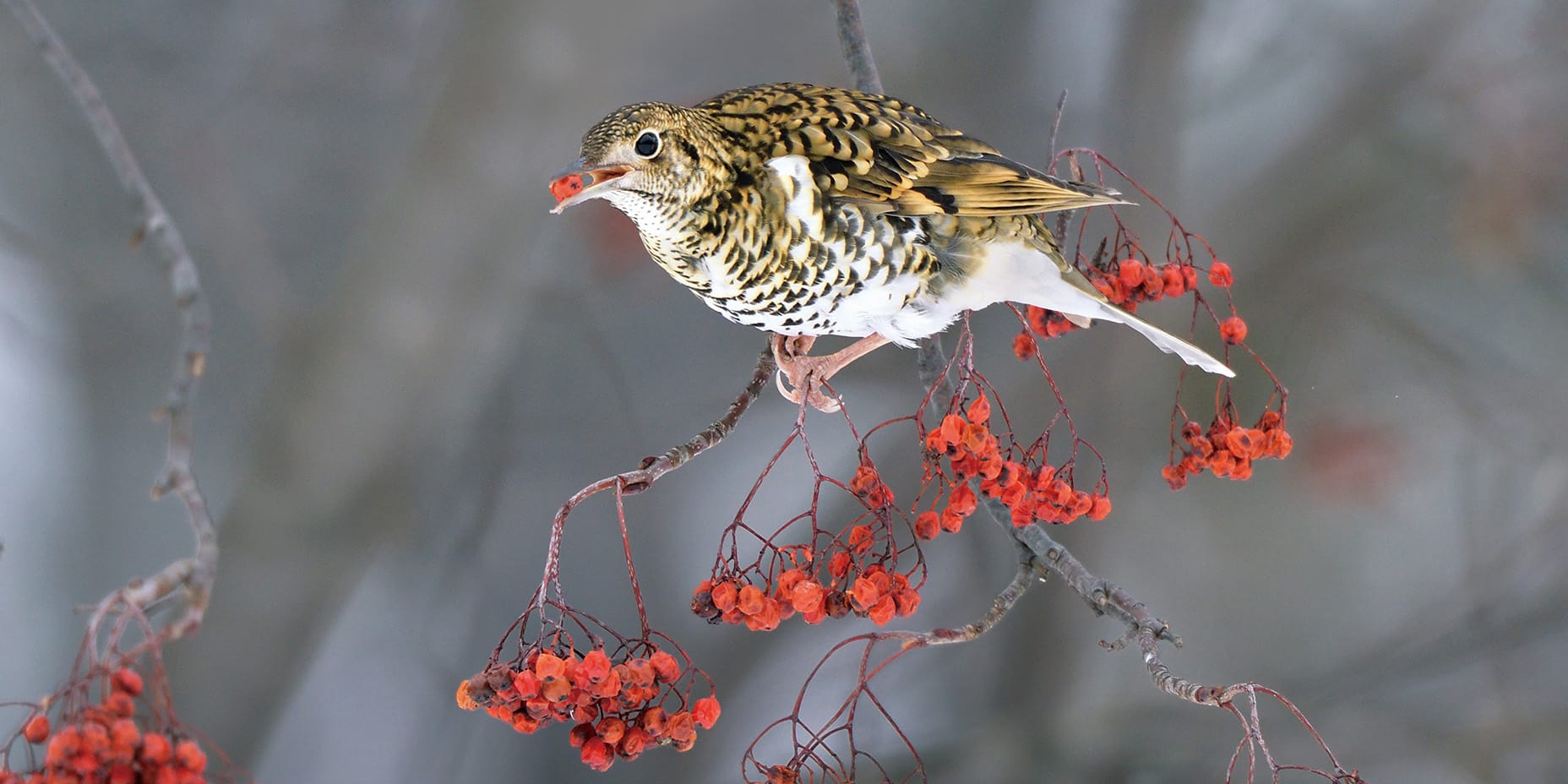 ようこそ，鳥の名前の世界へ。「鳥たちの素敵な名前の物語」発売！