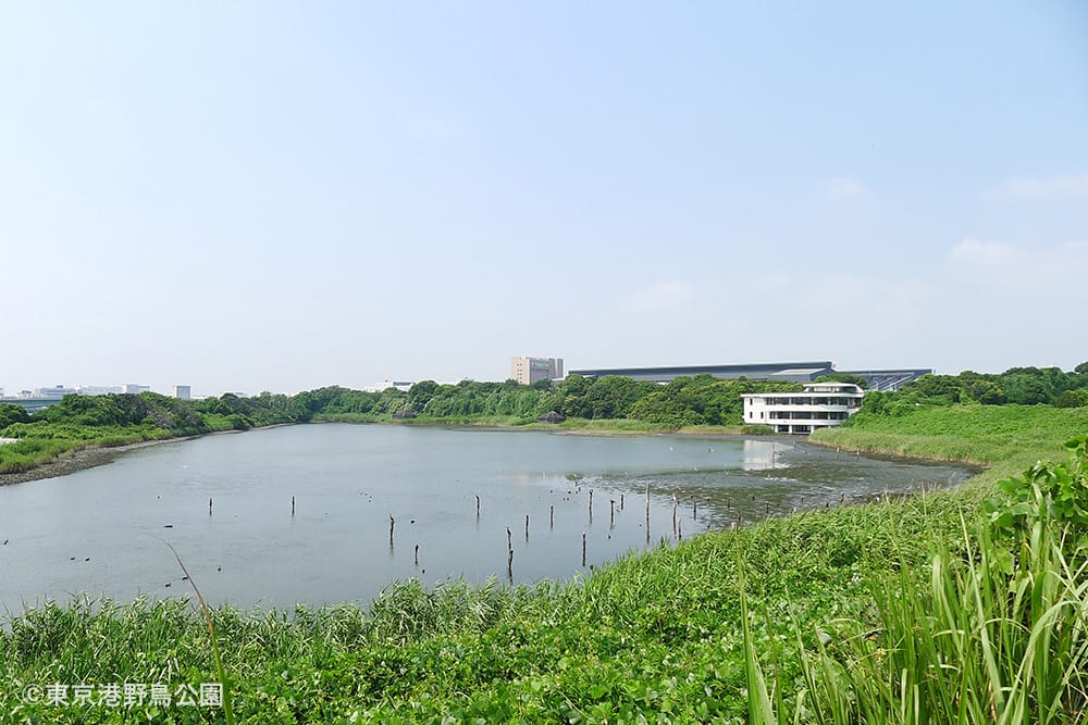 東京港野鳥公園｜2025年の記録