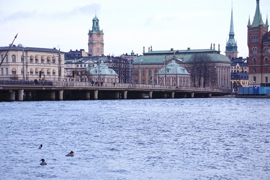 傑作を撮るには 　「整理しすぎない野鳥写真」を残していくこと　【菅原貴徳】