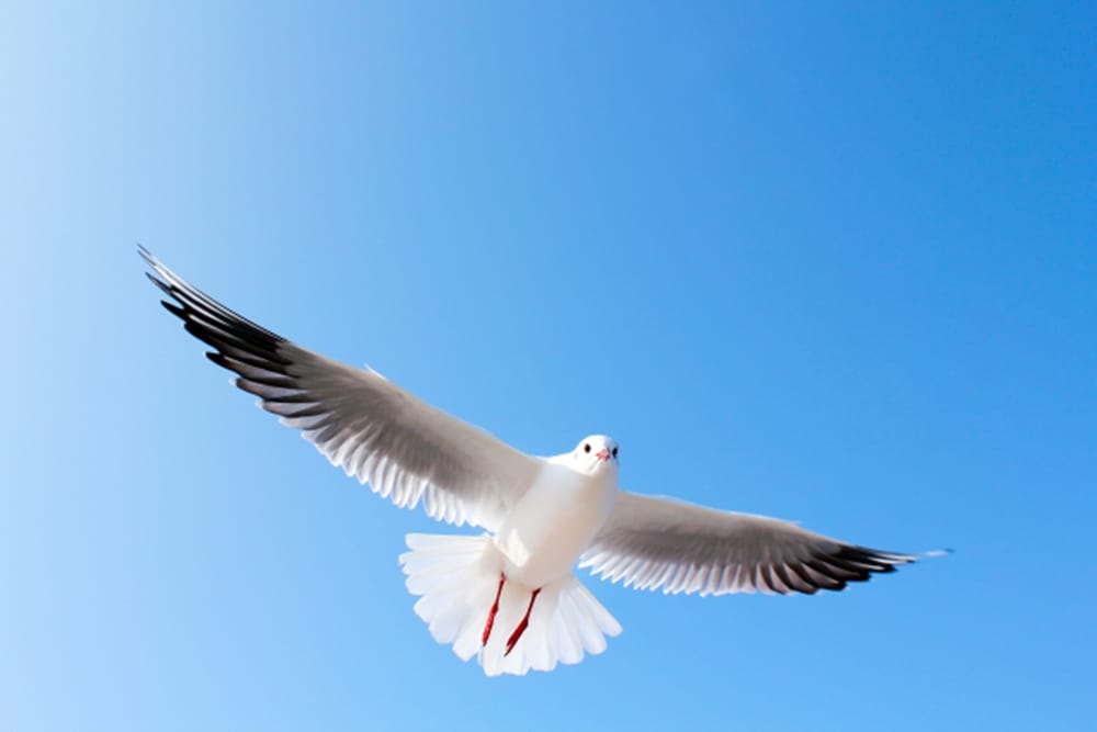 愛知県弥富野鳥園｜2025年の記録