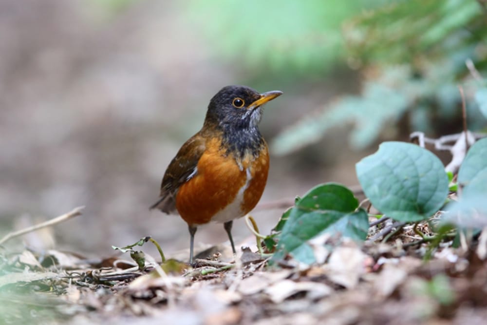 三宅島自然ふれあいセンター アカコッコ館｜2025年の記録