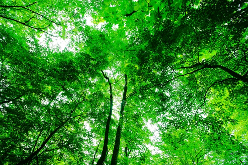 福島市小鳥の森｜2025年の記録