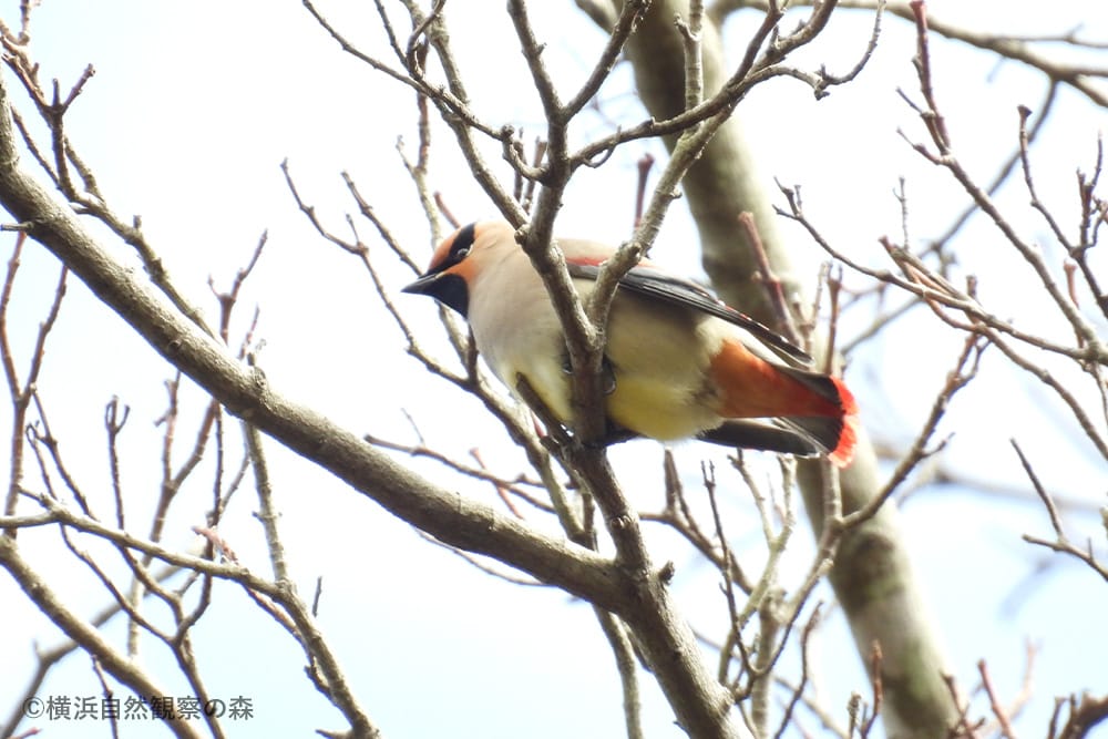 横浜自然観察の森