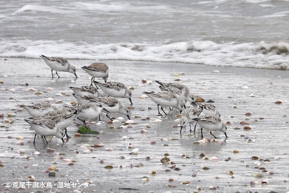 荒尾干潟水鳥・湿地センター｜2025年の記録