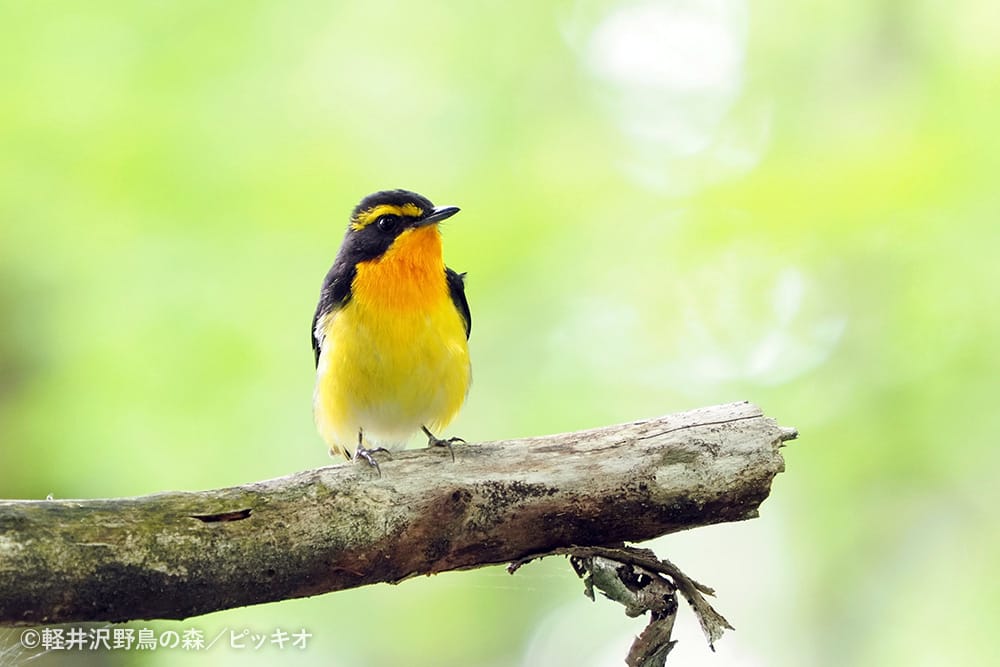 軽井沢野鳥の森 ピッキオビジターセンター