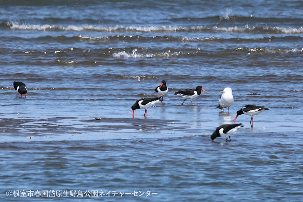 根室市春国岱原生野鳥公園ネイチャーセンター