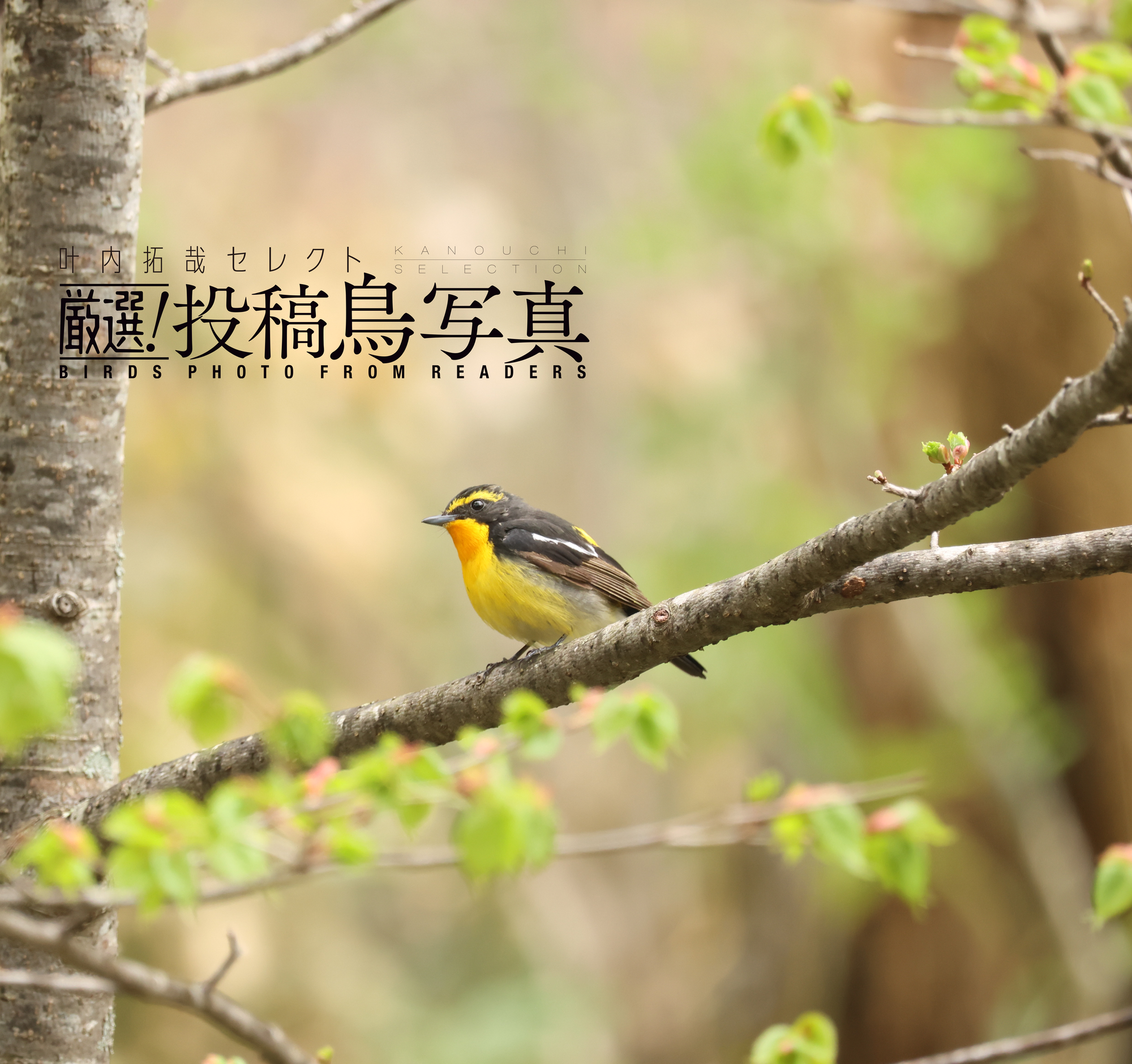 【叶内拓哉セレクト　厳選！投稿鳥写真】「ハンティング」「季節にあった鳥の暮らし」作品募集