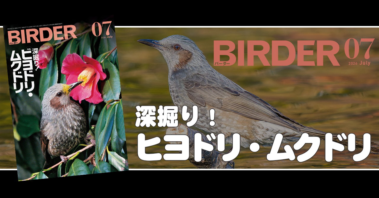 BIRDER7月号の見どころ