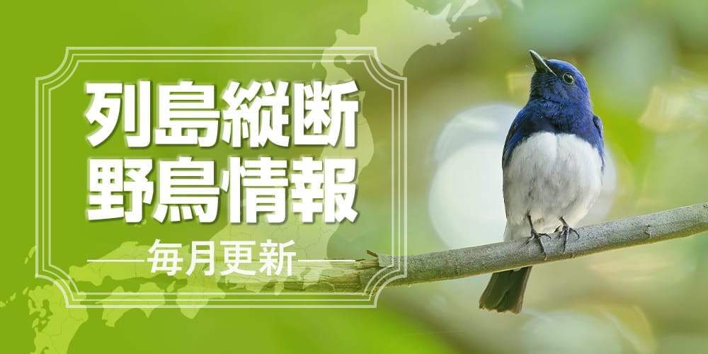 列島縦断野鳥情報（7/16更新）
