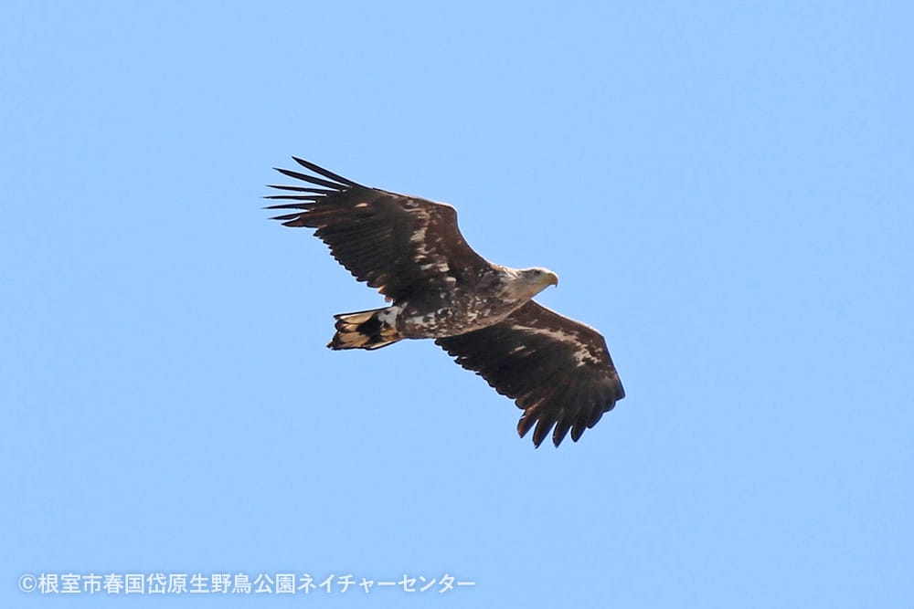 根室市春国岱原生野鳥公園ネイチャーセンター
