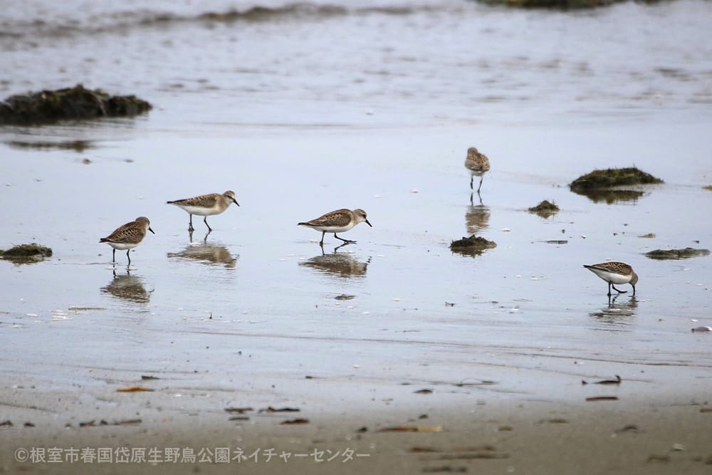 根室市春国岱原生野鳥公園ネイチャーセンター