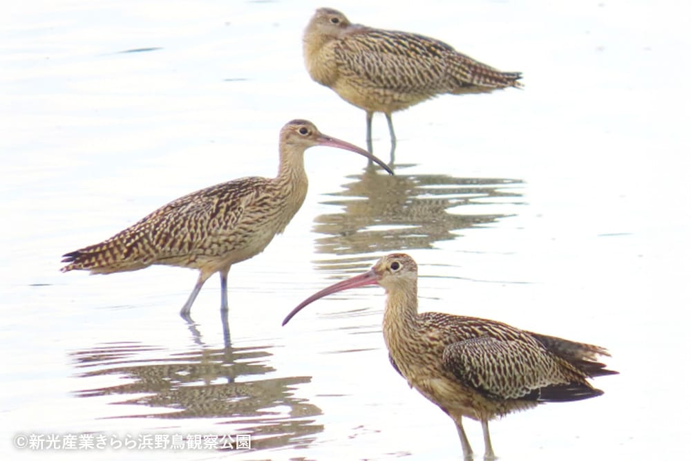 新光産業きらら浜野鳥観察公園