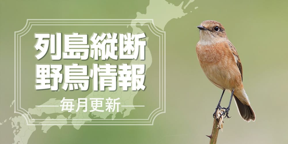 列島縦断野鳥情報（10/5更新）