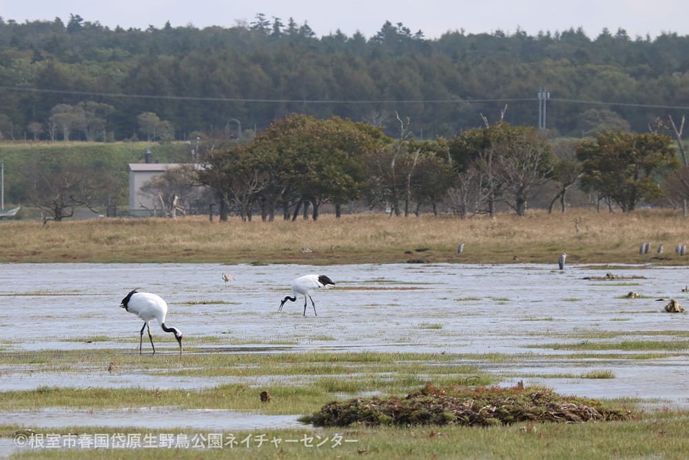 根室市春国岱原生野鳥公園ネイチャーセンター