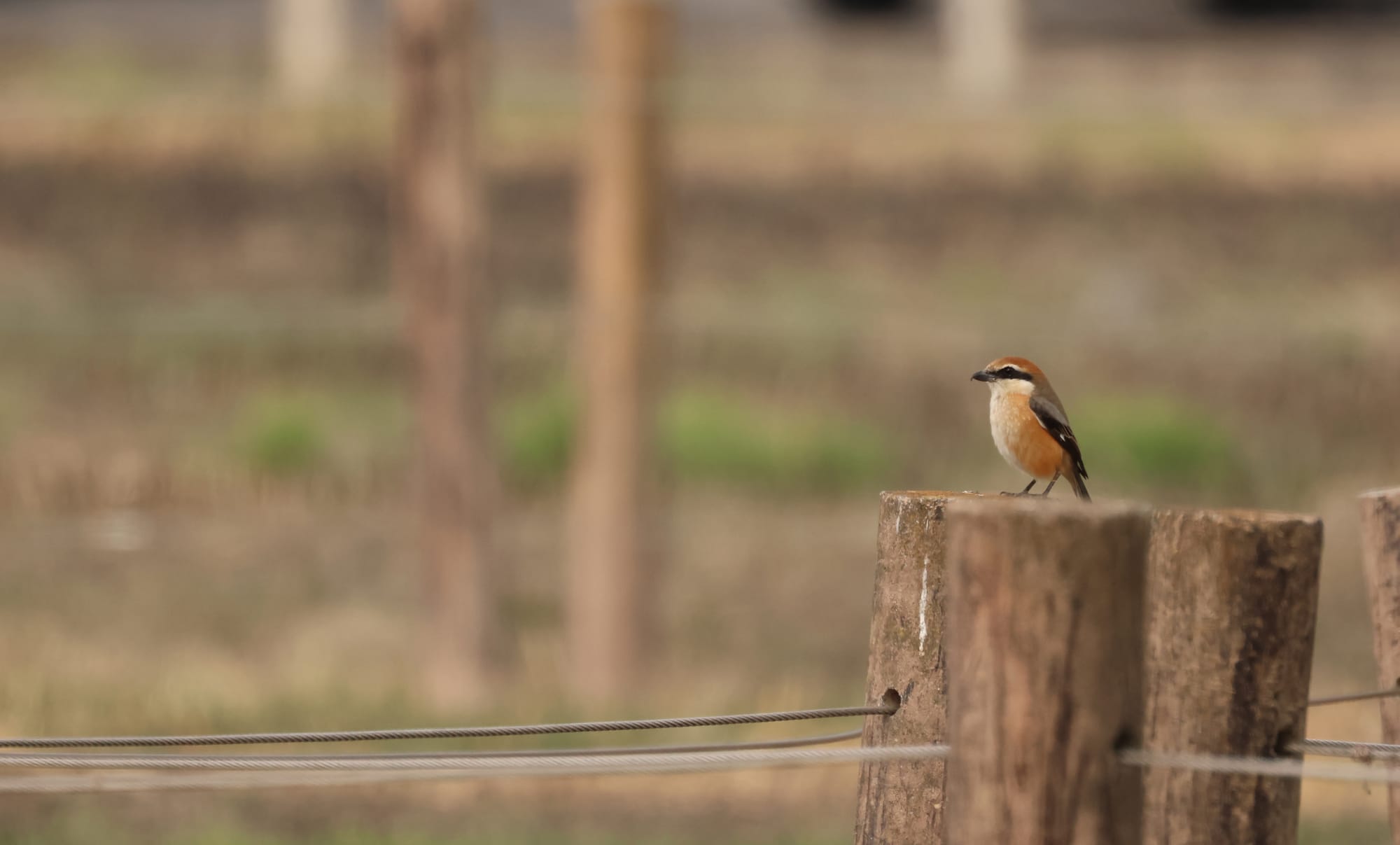 まだまだある！モズのはやにえコレクション【月刊BIRDER11月号特別記事】