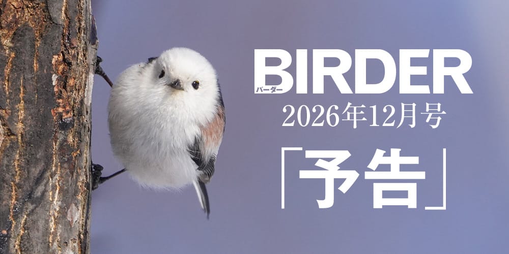 BIRDER（バーダー） 2026年12月号　特別付録「鳥見手帖2027」付き
